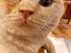 -猫小院猫主题餐厅(三里屯店)