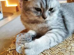 -猫儿山۰猫主题餐厅