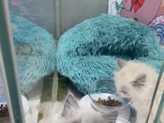 -糯米喵星人总部直营旗舰店·猫舍·幼猫出售