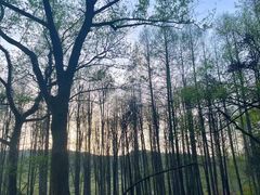 -杭州植物园