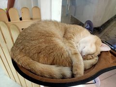 -Heymao猫咖.咖啡厅(东门店)