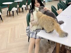 -安格丽娜·狗咖·猫咖羊驼咖(春熙路百盛商场店)