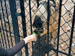 -大连森林动物园