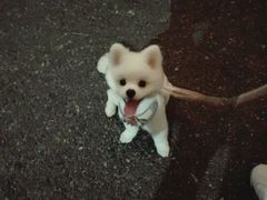 -悠尼宠物·独立低压伊珊娜洗护·美容·寄养(兰谷路店)