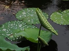 -荔湾湖公园