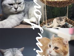 -Heymao猫咖.咖啡厅(东门店)