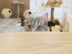 -楼上猫咖(罗湖店)