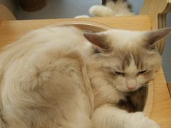 -飞行喵MR PILOT|猫舍·猫咖(静安大融城店)