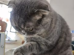 -凯瑞希宠物医院·狂犬免疫·微创·皮肤科