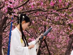 -天适樱花悠乐园
