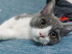 -lincat·猫舍(广州店)