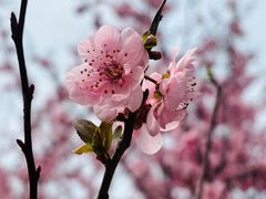 -顾村公园