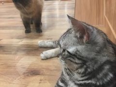 -袖虎·猫馆(体育西路店)