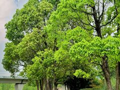 -白鹭湾湿地公园