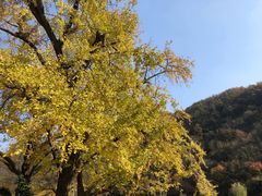-千年银杏谷文化旅游区
