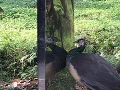 -成都大熊猫繁育研究基地