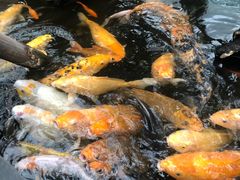 -上海大自然野生昆虫馆(东方明珠·爬宠昆虫探索中心)