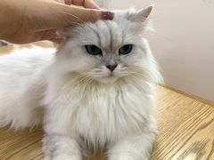 -李小姐の猫咖啡馆(五角场店)