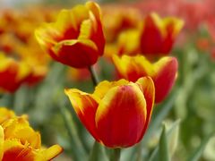 -北京国际鲜花港