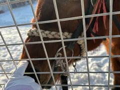 -沈阳奥体冰雪嘉年华