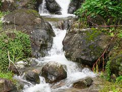 -天目山大树王景区