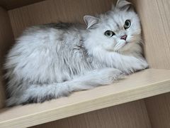 -谐和益家动物医院·免疫绝育·血液透析·宠保定点医院(高新伊藤分院)
