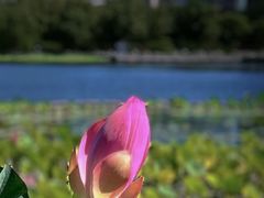 -莲花池公园