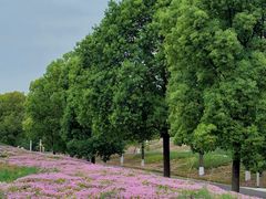 -白鹭湾湿地公园