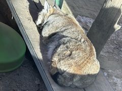 -青藏高原野生动物园