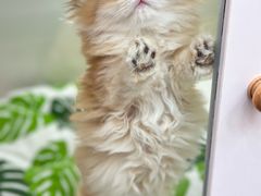 -青奢宠物·青奢猫舍