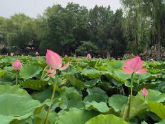 -莲池书院博物馆