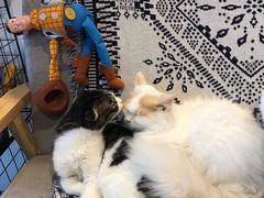 -平行世界·猫咖(首经贸店)