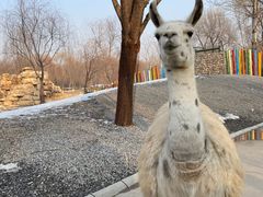 -北京野生动物园