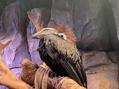 -正佳雨林生态植物园