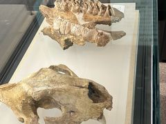 -辽宁古生物博物馆