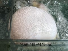 -肆月河豚·新淮扬(金融街店)