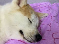 -谐和益家动物医院·免疫绝育·血液透析·宠保定点医院(高新伊藤分院)