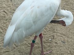 -盐城丹顶鹤湿地生态旅游区
