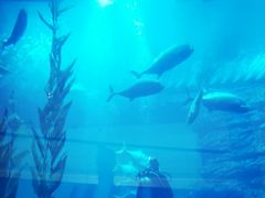 -迪拜水族馆及水下动物园