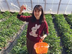 -大自然农场蔬菜草莓采摘园