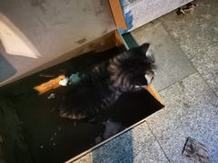 -凯瑞希宠物医院·狂犬免疫·微创·皮肤科