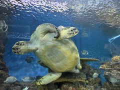 -上海海洋水族馆