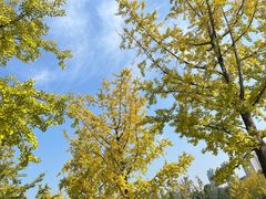 -重庆中央公园(渝北区)