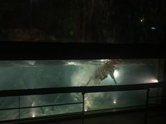 -清迈夜间动物园