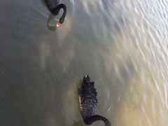 -五缘湾湿地公园