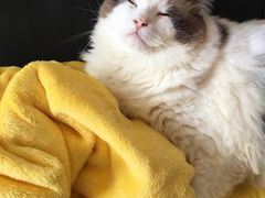 -Bastet sally猫舍购宠(静安店)