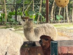 -深圳野生动物园