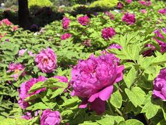 -莲花池公园