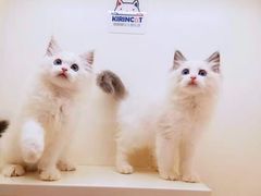 -十年猫舍·猫咪专门店(普陀店)
