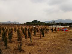 -北京东方普罗旺斯薰衣草庄园